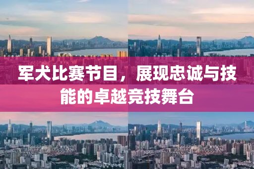 军犬比赛节目，展现忠诚与技能的卓越竞技舞台
