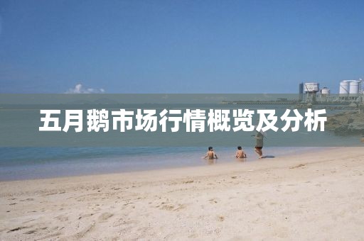 五月鹅市场行情概览及分析