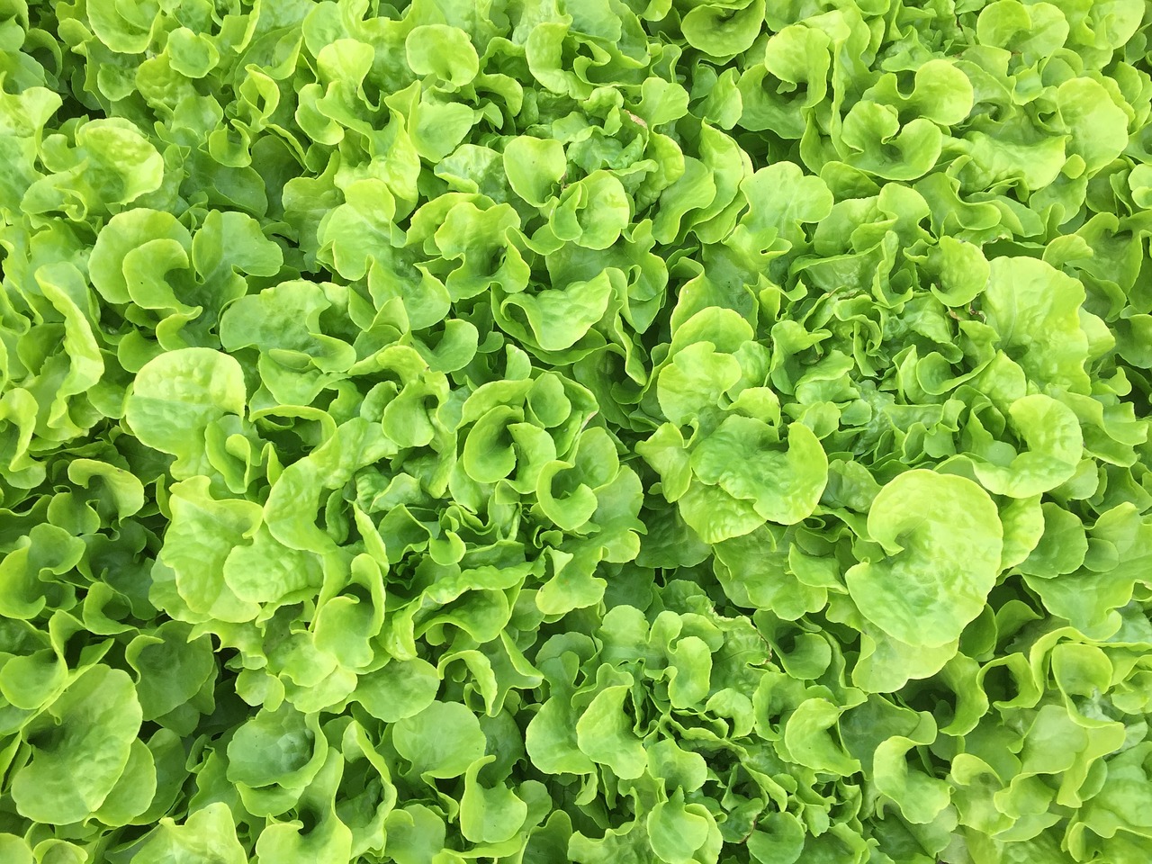 最新赤豆品种研究，探索与发展前景