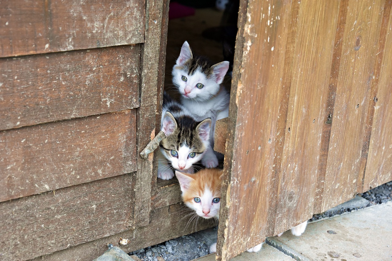 人与猫，深情纽带下的爱猫演员故事