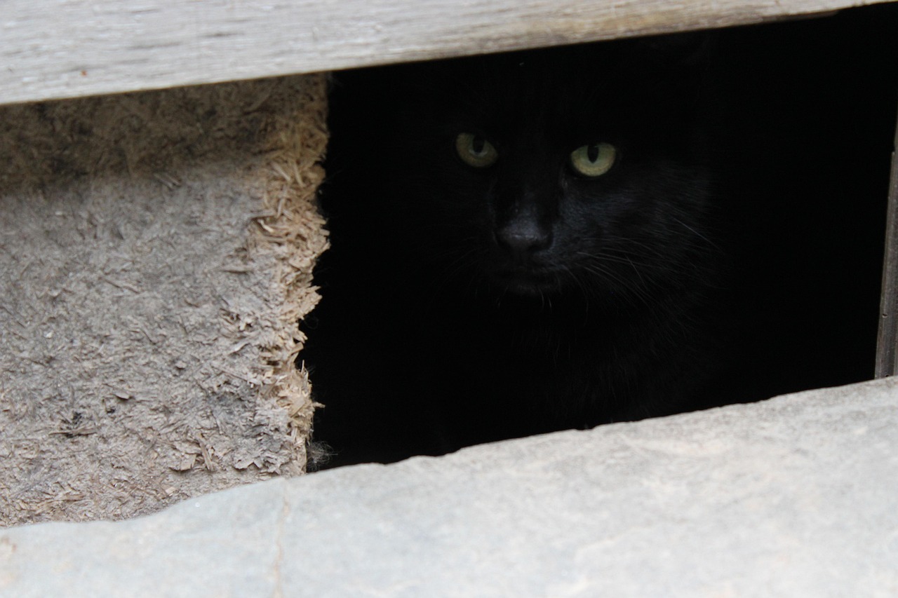 波斯猫价格详解，一只多少钱？