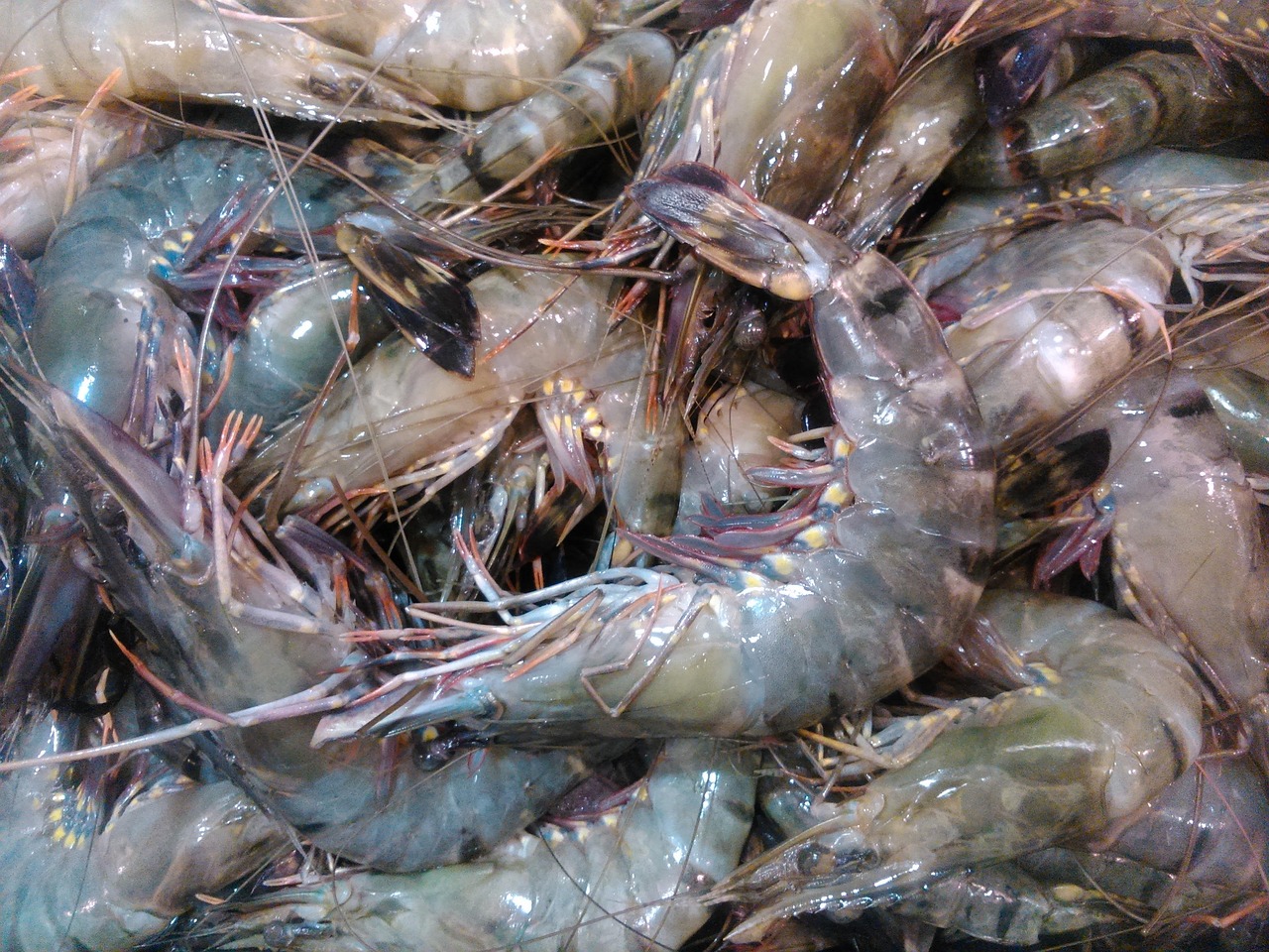 越南海鲜价格概览，市场概况与影响因素分析