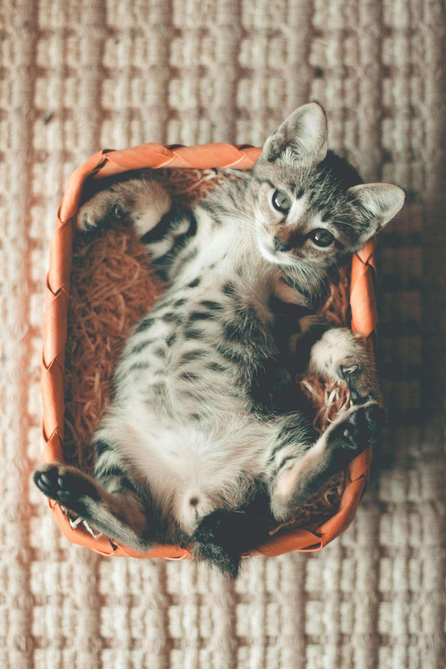 五月动漫猫咪，萌动世界的精彩瞬间